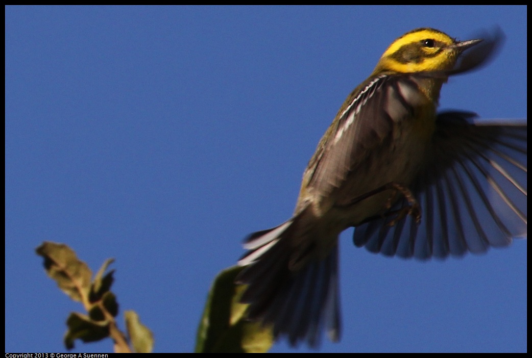 0104-093614-01.jpg - Townsend's Warbler