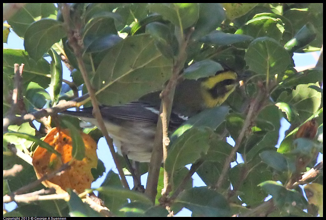 0104-093618-01.jpg - Townsend's Warbler