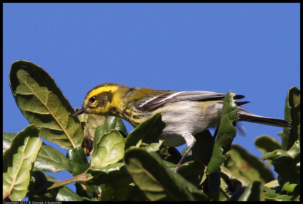 0104-093655-01.jpg - Townsend's Warbler