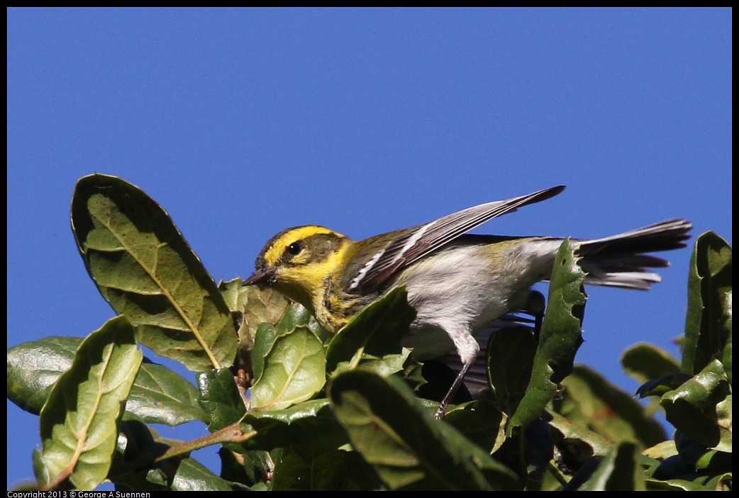 0104-093655-02.jpg - Townsend's Warbler