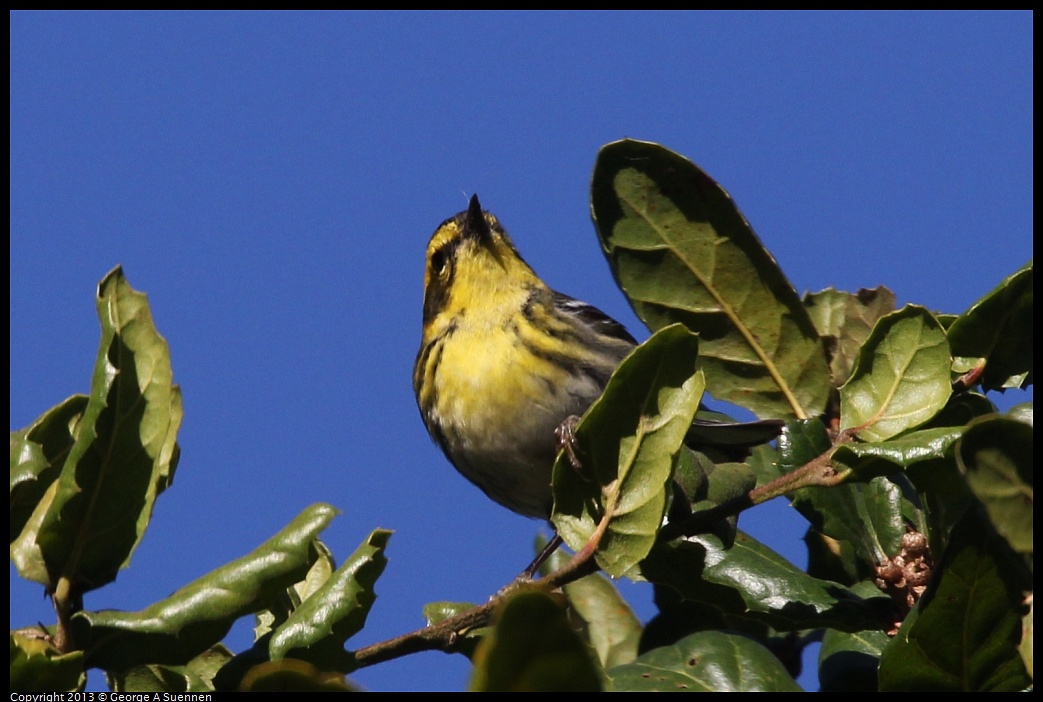 0104-093657-02.jpg - Townsend's Warbler