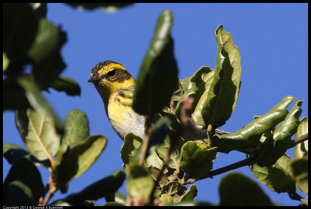 0104-093700-01.jpg - Townsend's Warbler