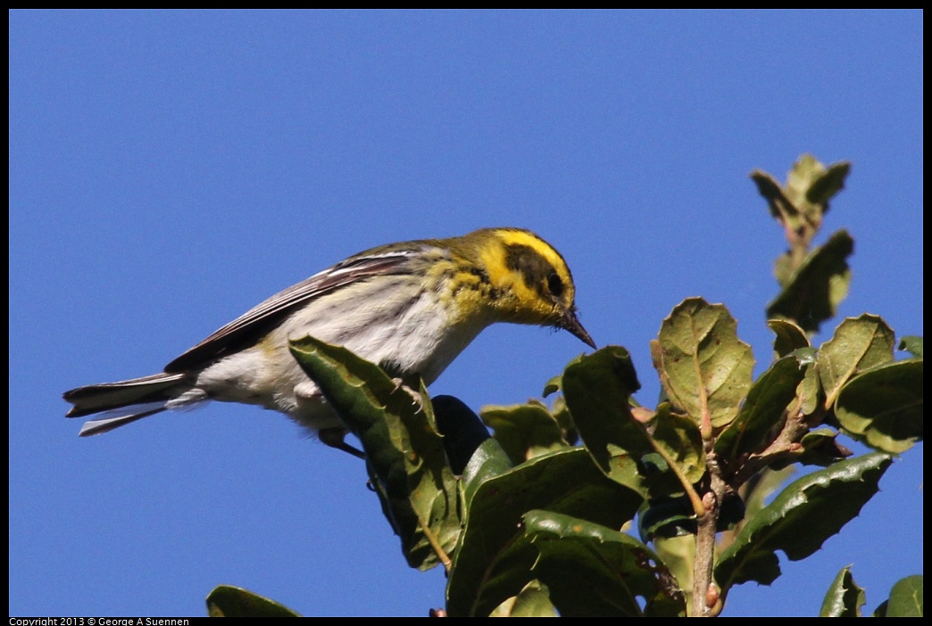 0104-093745-03.jpg - Townsend's Warbler