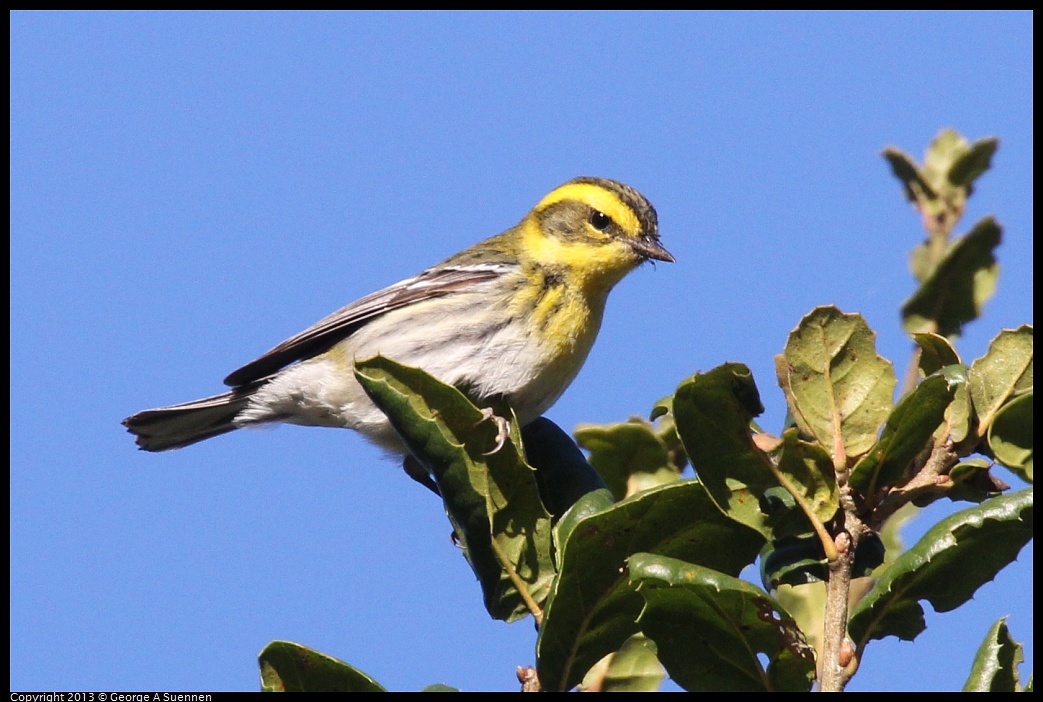 0104-093745-06.jpg - Townsend's Warbler