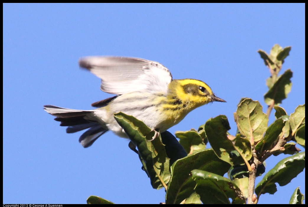 0104-093746-04.jpg - Townsend's Warbler