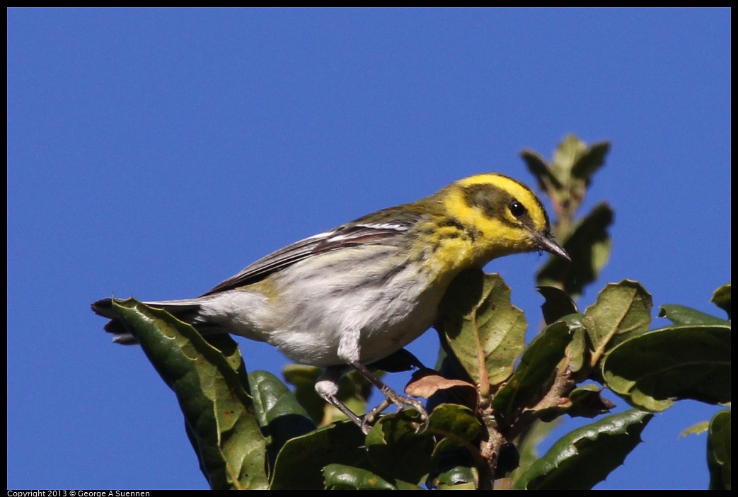 0104-093748-01.jpg - Townsend's Warbler