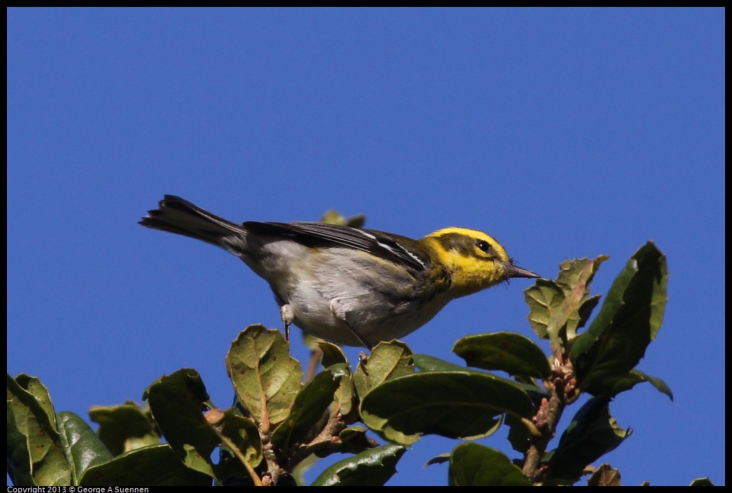 0104-093749-02.jpg - Townsend's Warbler