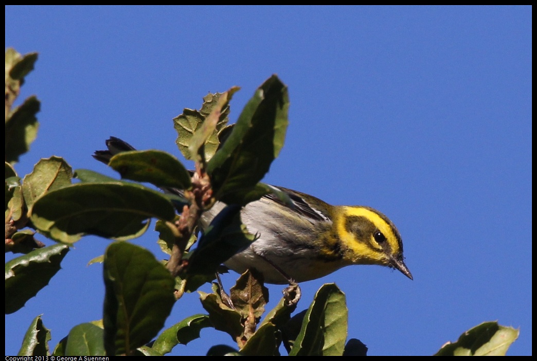 0104-093751-01.jpg - Townsend's Warbler