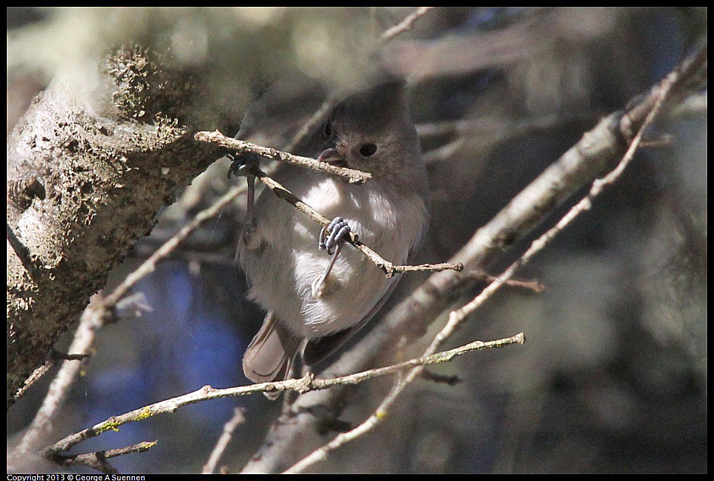 0104-093839-01.jpg - Oak Titmouse