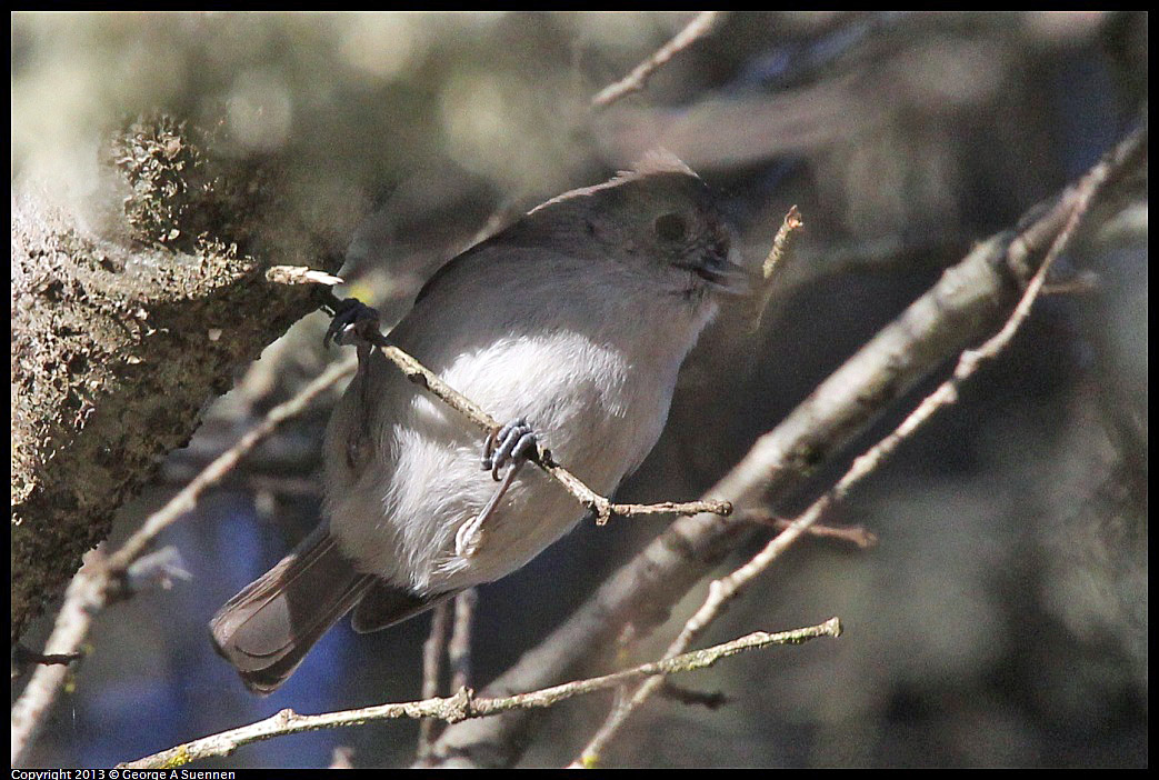 0104-093839-02.jpg - Oak Titmouse