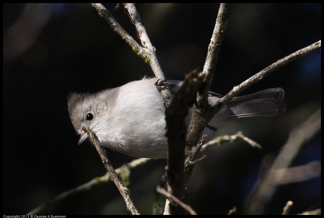 0104-093921-02.jpg - Oak Titmouse