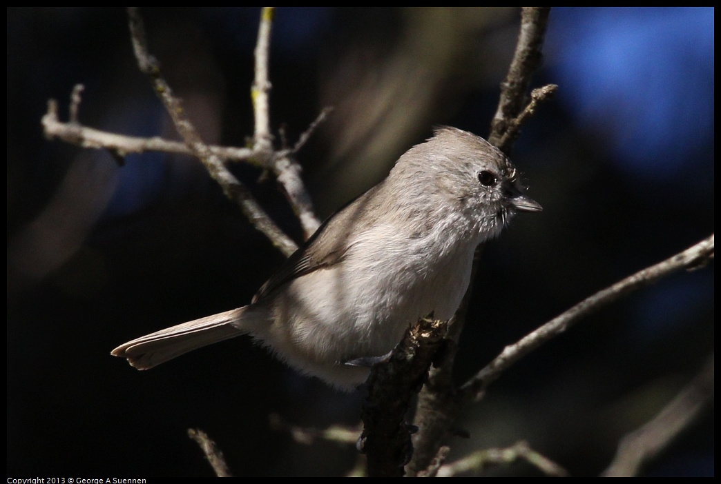 0104-093923-01.jpg - Oak Titmouse