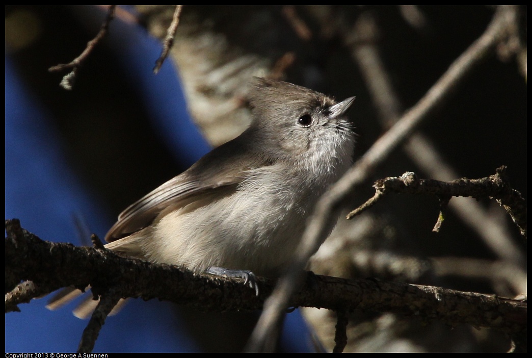 0104-093945-01.jpg - Oak Titmouse