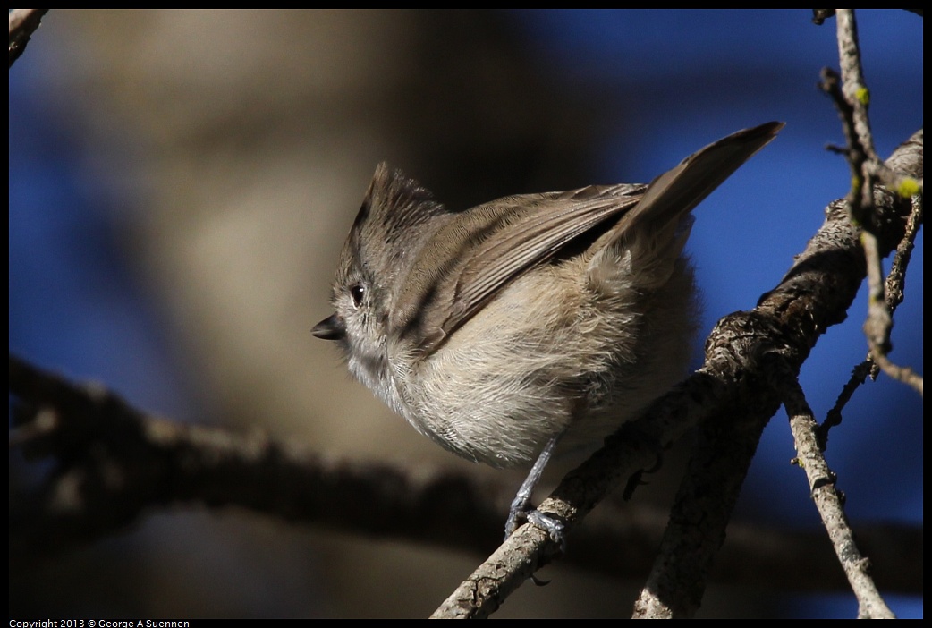 0104-093956-04.jpg - Oak Titmouse