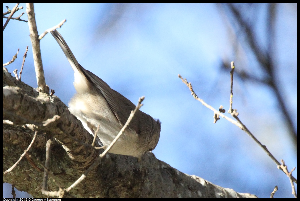 0104-094002-04.jpg - Oak Titmouse