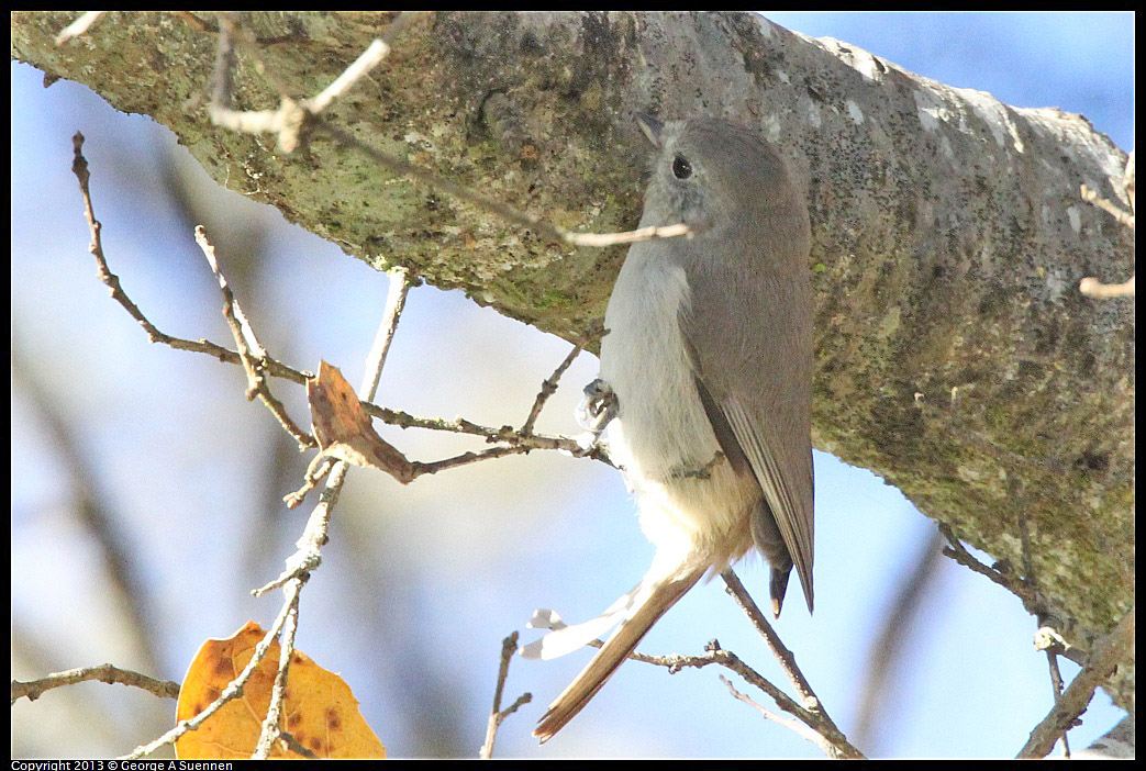 0104-094006-04.jpg - Oak Titmouse