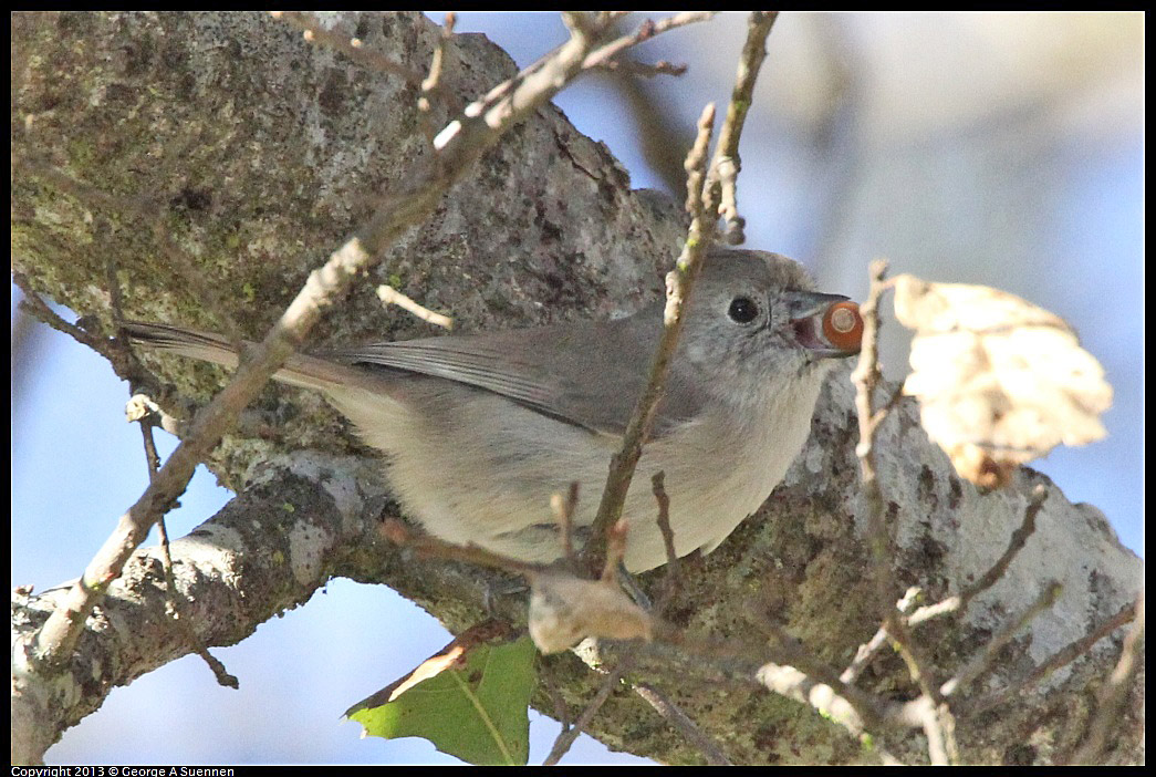 0104-094010-01.jpg - Oak Titmouse