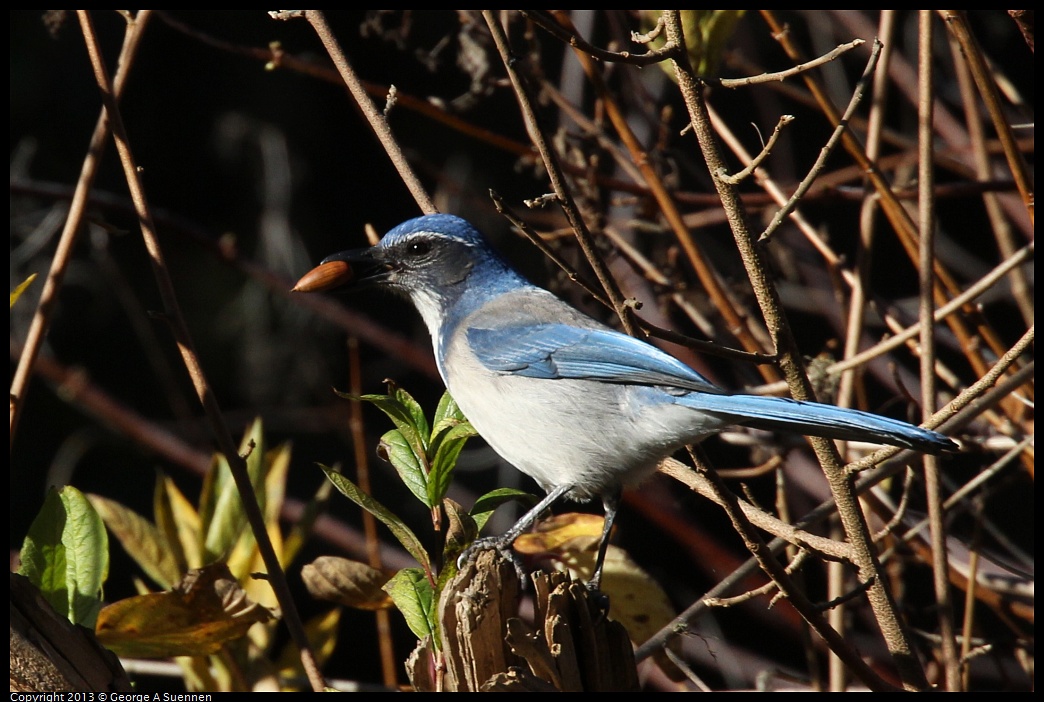 0104-094146-01.jpg - Western Scrub Jay