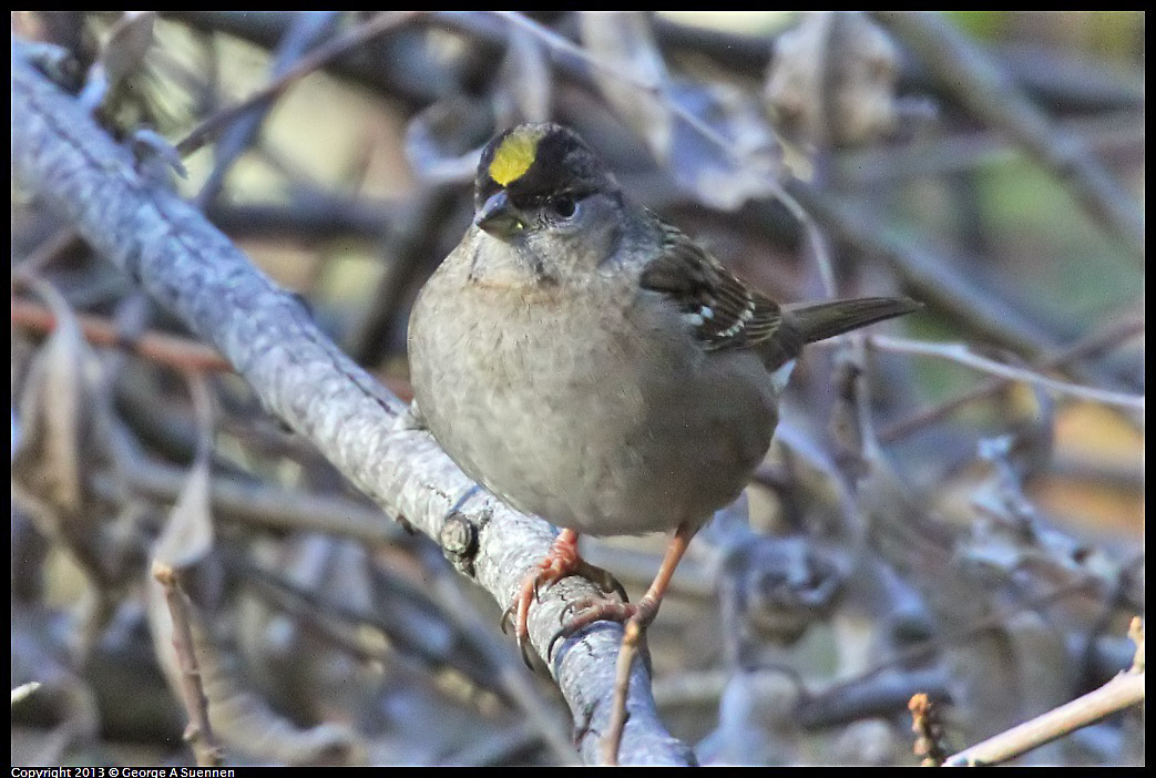 0104-094219-03.jpg - Golden-crowned Sparrow