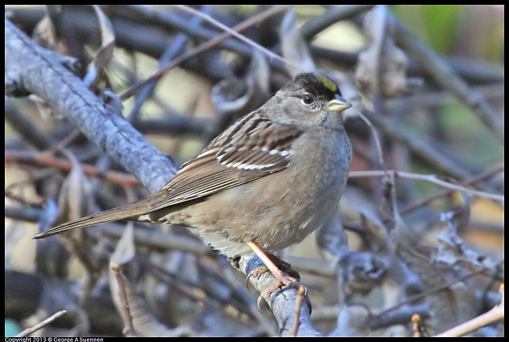 0104-094222-02.jpg - Golden-crowned Sparrow