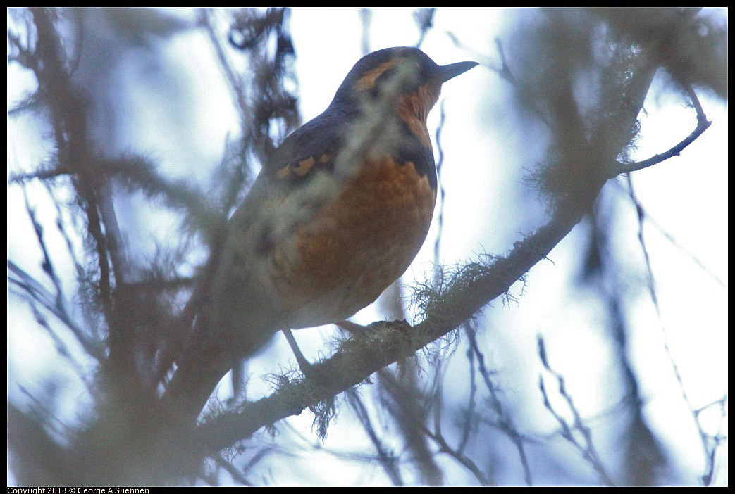 0104-094924-02.jpg - Varied Thrush