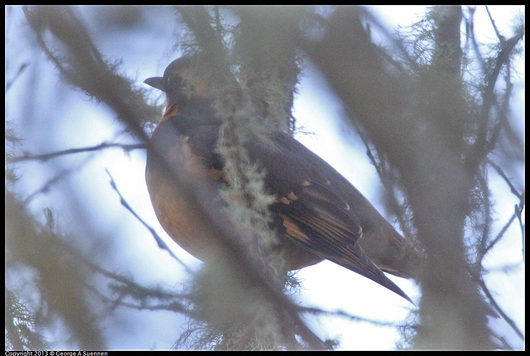 0104-095213-02.jpg - Varied Thrush