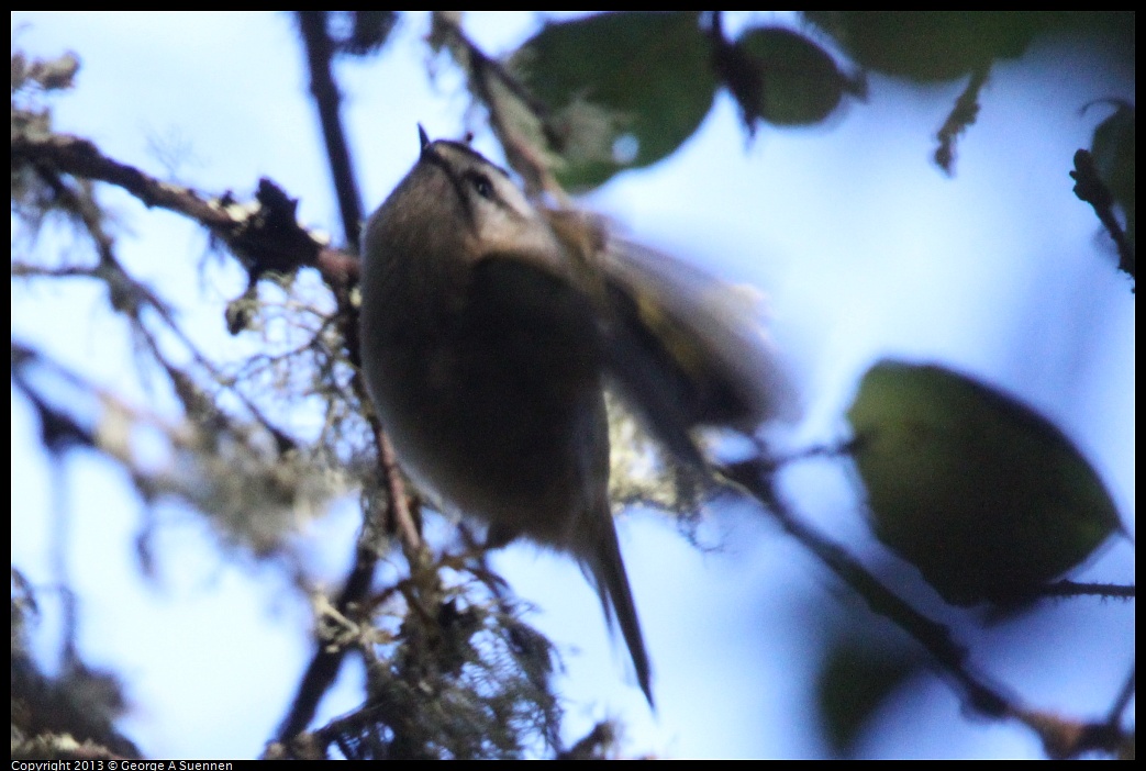 0104-095310-02.jpg - Golden-crowned Kinglet