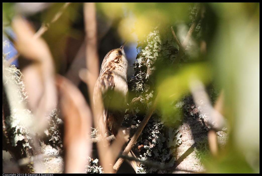 0104-095843-02.jpg - Brown Creeper