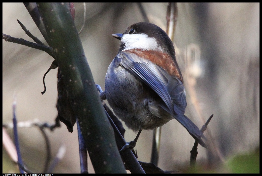 0104-100317-04.jpg - Chestnut-backed Chickadee