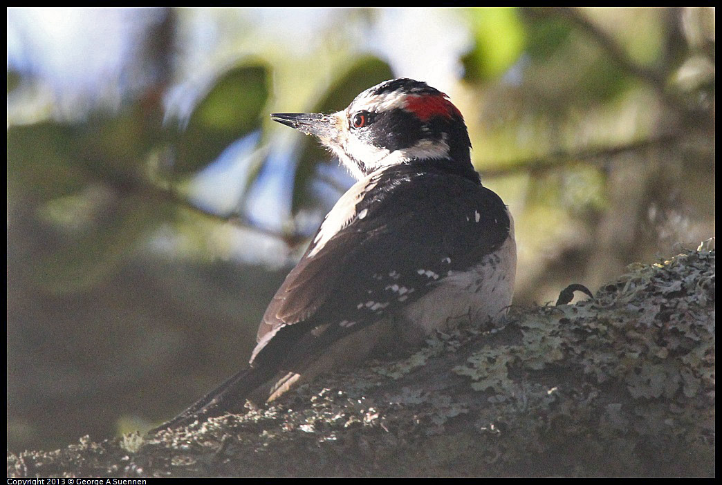 0104-102231-05.jpg - Hairy Woodpecker