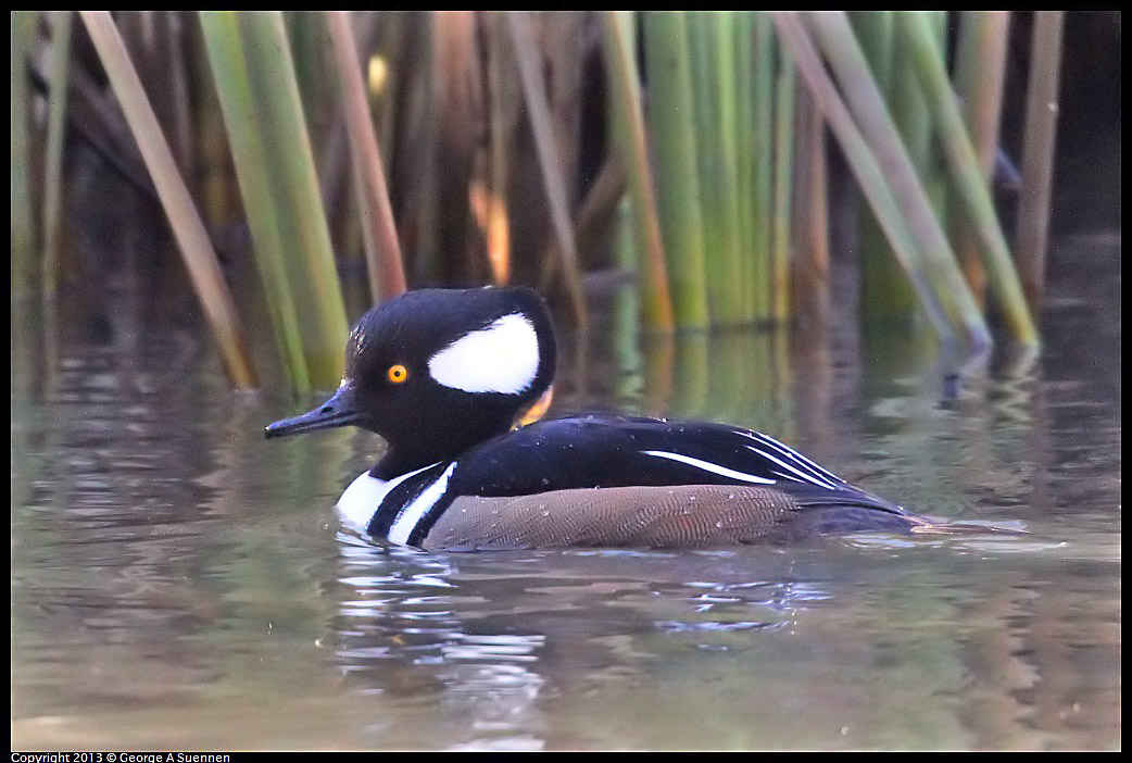 0104-103813-01.jpg - Hooded Merganser