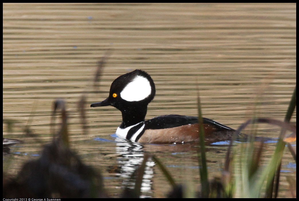 0104-104245-03.jpg - Hooded Merganser