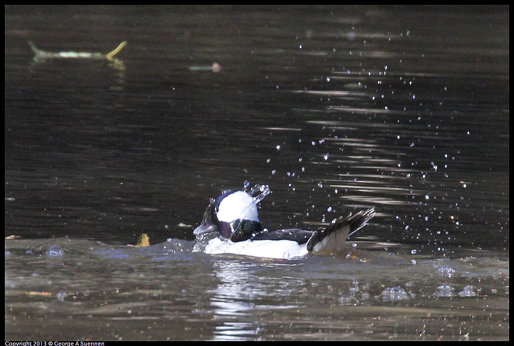 0104-104435-02.jpg - Bufflehead