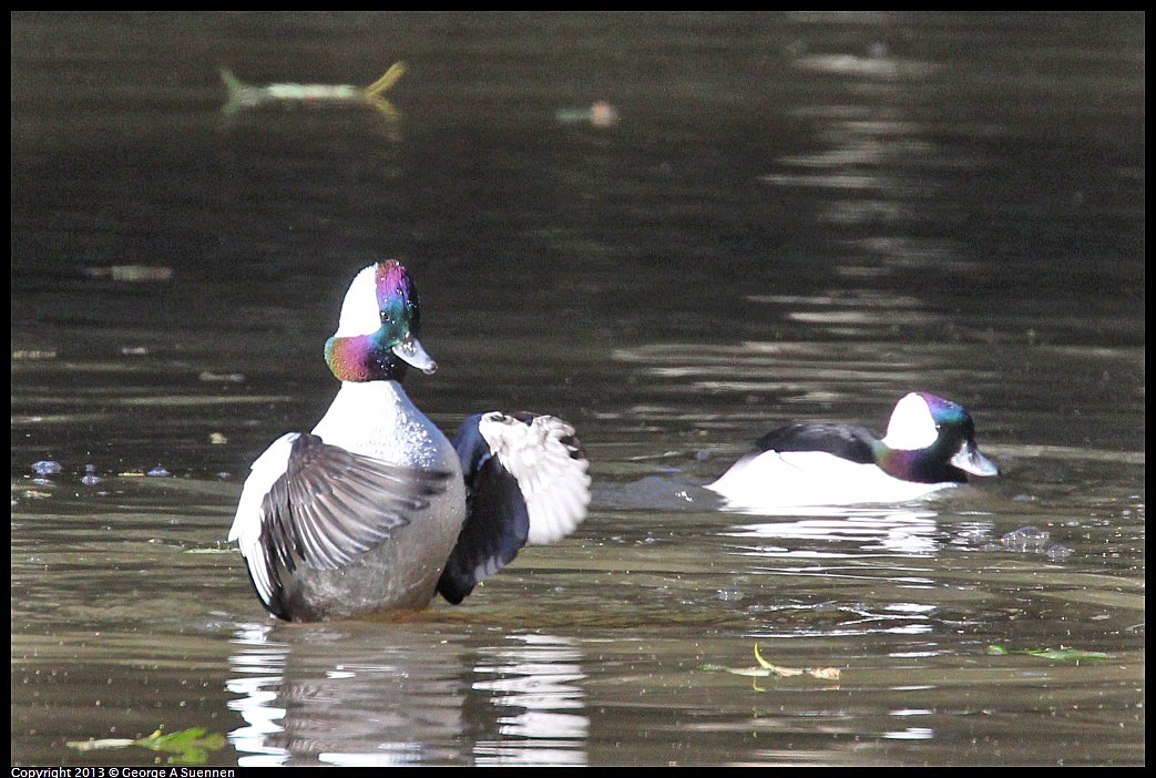 0104-104439-03.jpg - Bufflehead