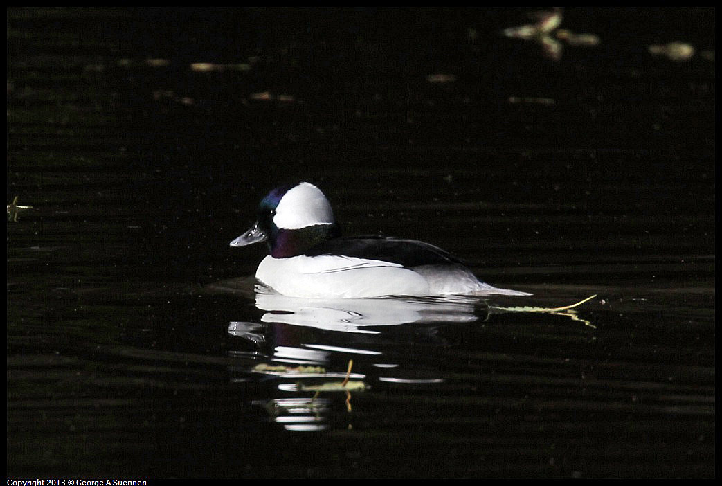 0104-104508-02.jpg - Bufflehead