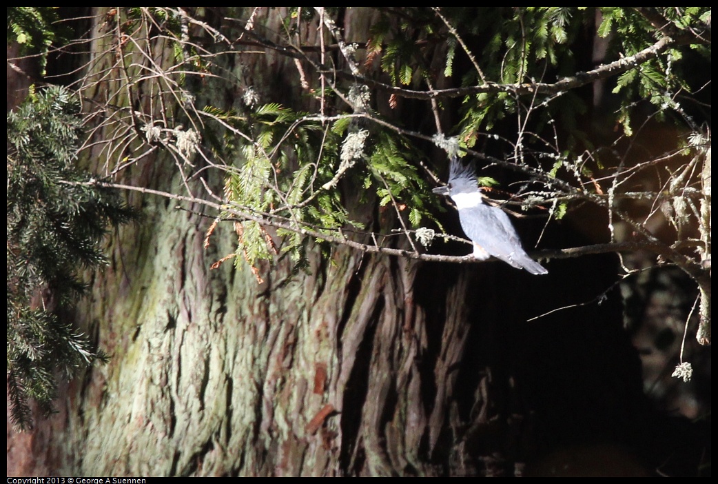 0104-104637-01.jpg - Belted Kingfisher