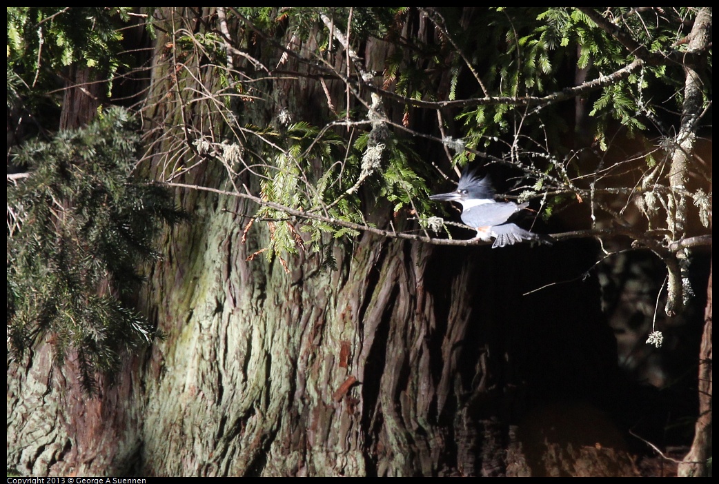 0104-104638-01.jpg - Belted Kingfisher