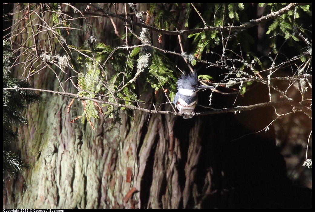 0104-104712-01.jpg - Belted Kingfisher