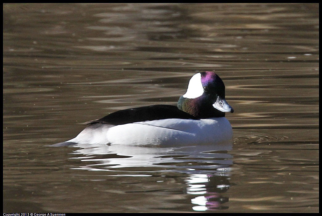 0104-104739-01.jpg - Bufflehead