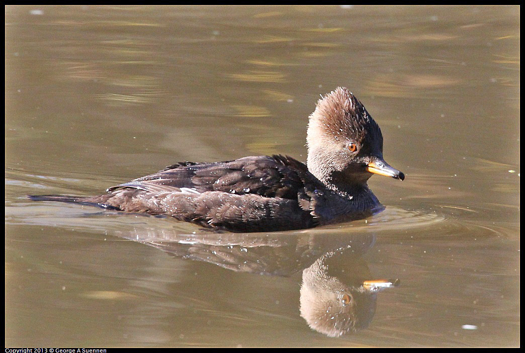 0104-104931-01.jpg - Hooded Merganser