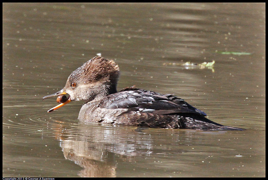 0104-104958-04.jpg - Hooded Merganser