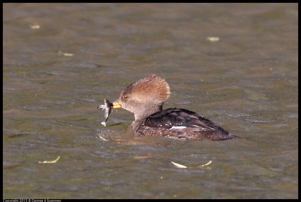 0104-105212-01.jpg - Hooded Merganser