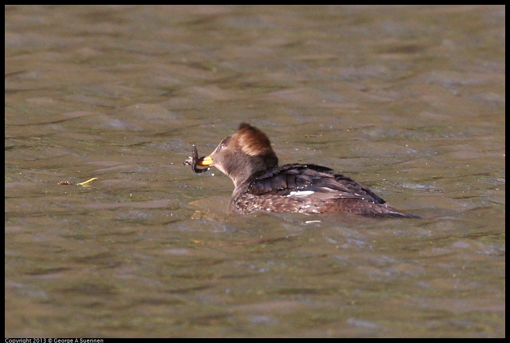 0104-105216-01.jpg - Hooded Merganser