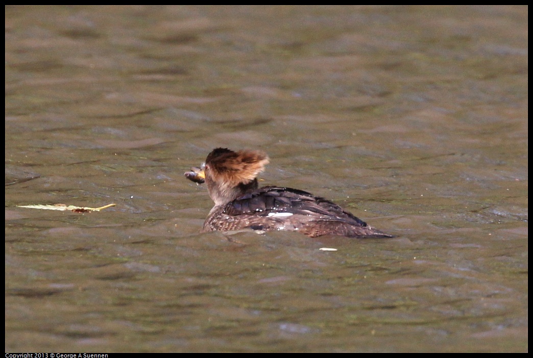 0104-105216-02.jpg - Hooded Merganser