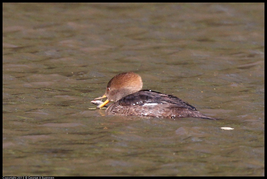 0104-105216-05.jpg - Hooded Merganser