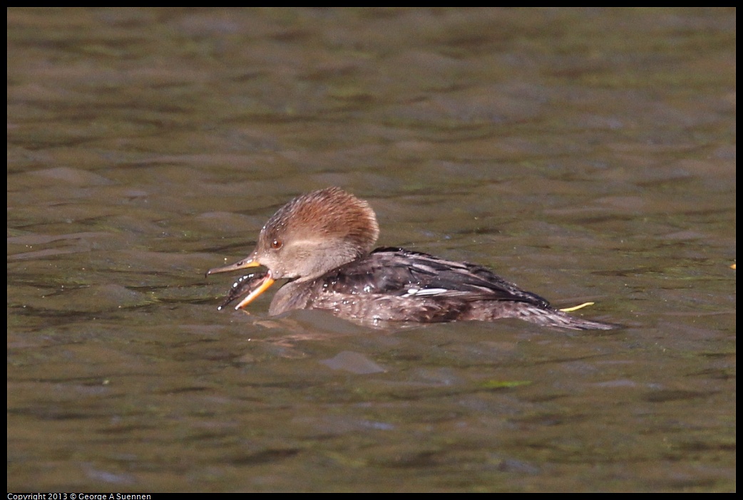 0104-105217-05.jpg - Hooded Merganser