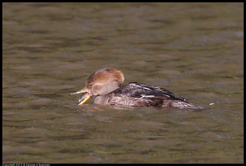 0104-105218-01.jpg - Hooded Merganser