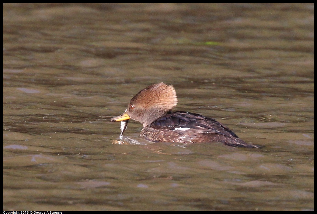 0104-105223-04.jpg - Hooded Merganser