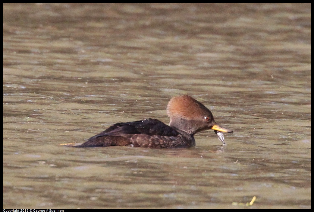 0104-105232-04.jpg - Hooded Merganser