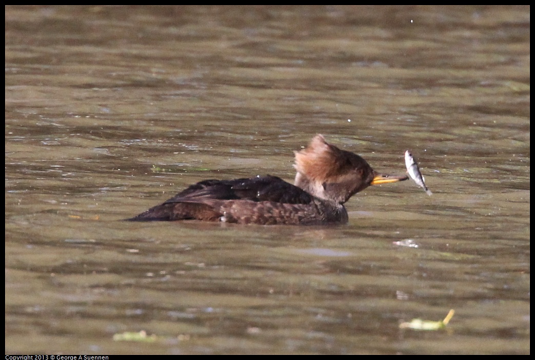 0104-105233-03.jpg - Hooded Merganser